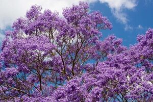 Llegada de la primavera: los mejores árboles nativos para plantar en veredas, según experto - ADN Digital