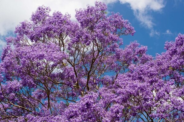 Llegada de la primavera: los mejores árboles nativos para plantar en veredas, según experto - ADN Digital