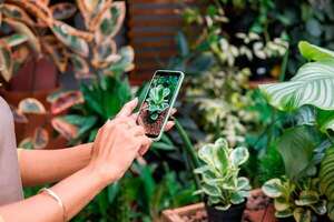 El mundo de las plantas en el teléfono - ABC Revista - ABC Color