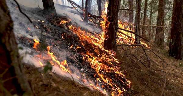 La Nación / Incendios arrasan 9.000 hectáreas