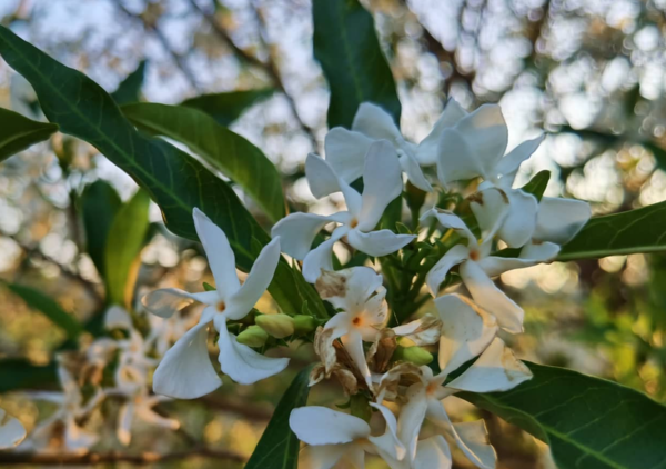 LLEGADA DE LA PRIMAVERA: LOS MEJORES ÁRBOLES NATIVOS PARA PLANTAR EN VEREDAS, SEGÚN EXPERTO - Itapúa Noticias