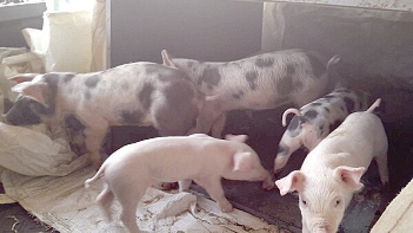 Emborrachan con caña a dos chanchos para poder robarles