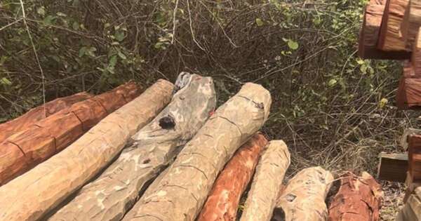 Diario HOY | Fiscalía constata deforestación en el Chaco