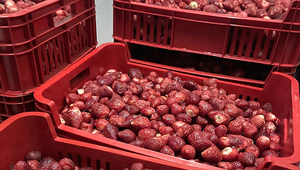 Frutiguá procesa pulpa de frutilla y beneficia a pequeños productores de Areguá (quieren alcanzar 35.000 kg)