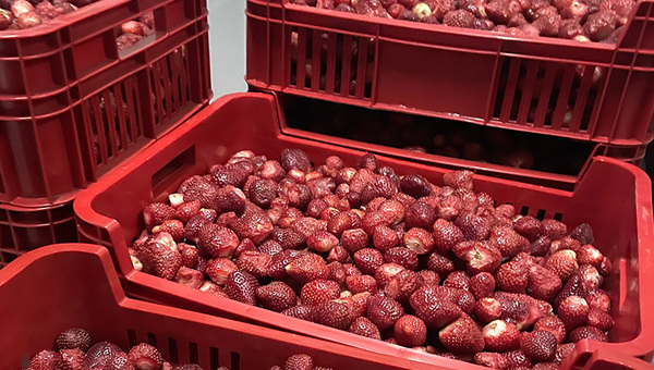 Frutiguá procesa pulpa de frutilla y beneficia a pequeños productores de Areguá (quieren alcanzar 35.000 kg)