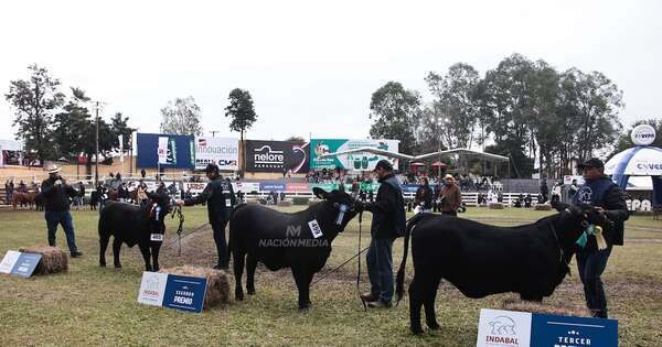 La Nación / Nuevo plan de cruzamiento de Brangus diversificará y optimizará producción