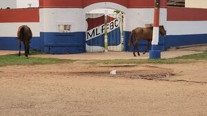 Invasión de animales en las calles de Concepción: un peligro latente para el tránsito