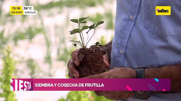 Siembra y cosecha de frutilla: la materia prima para mermeladas, jugos, postres y helados - Ensiestados - ABC Color