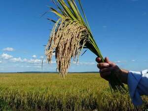 Producción de arroz en Paraguay: estos son los ingresos que genera al país y a las familias - Economía - ABC Color