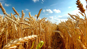 Exportación de trigo da un salto de US$ 19 millones y productores esperan superar el millón de toneladas en la cosecha actual