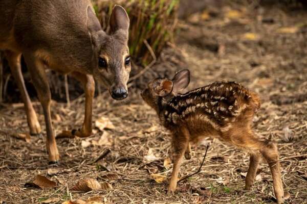 Crías de aguará guazú y de venado del Refugio Faunístico Atinguy, los principales atractivos para el fin de semana largo - Viajes - ABC Color