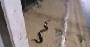 Diario HOY | Kuriju fue captada dándose un paseo por las calles de San Antonio