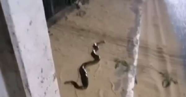 Diario HOY | Kuriju fue captada dándose un paseo por las calles de San Antonio