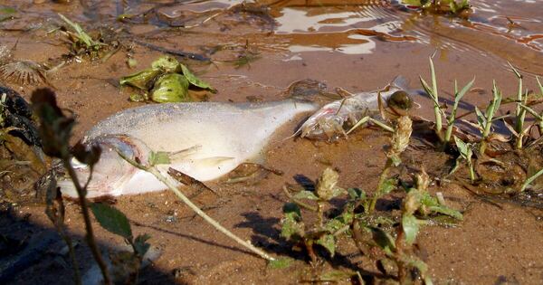 Diario HOY | Mortandad de peces a causa de bajante que reduce oxígeno de aguas