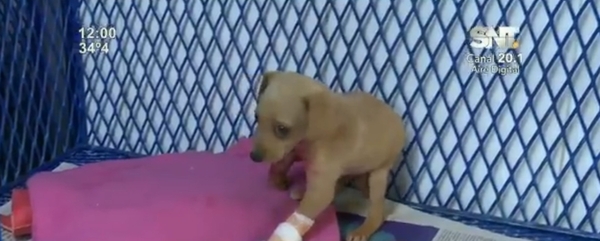 Nuevo caso de violencia animal - SNT