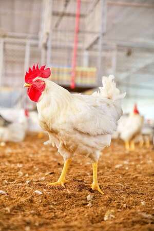 Mitos del uso de hormonas en aves - Día del Avicultor 2024 - ABC Color