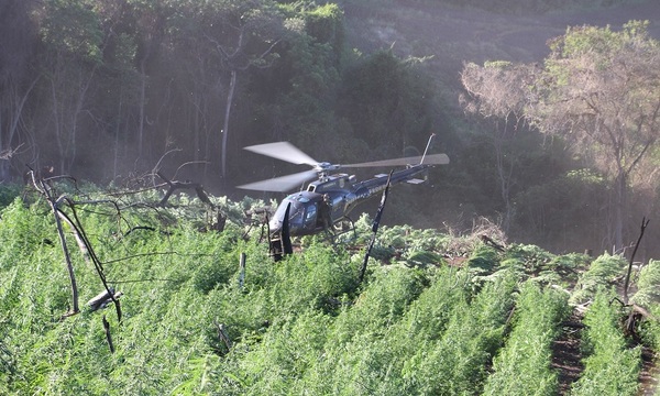 SENAD y la Policía Federal del Brasil atacan cultivos ilícitos en la Reserva Natural Morombi