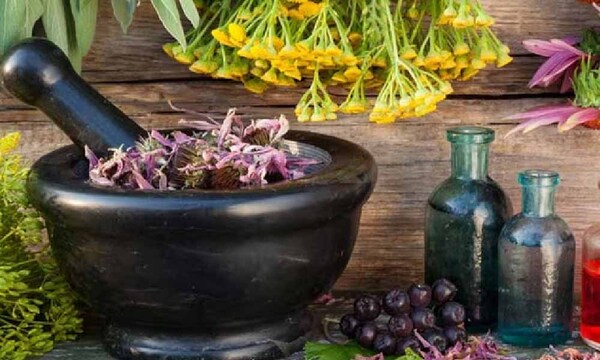 Vendedores de hierbas medicinales unen fuerzas con DINAVISA para legalizar y mejorar sus productos – Prensa 5