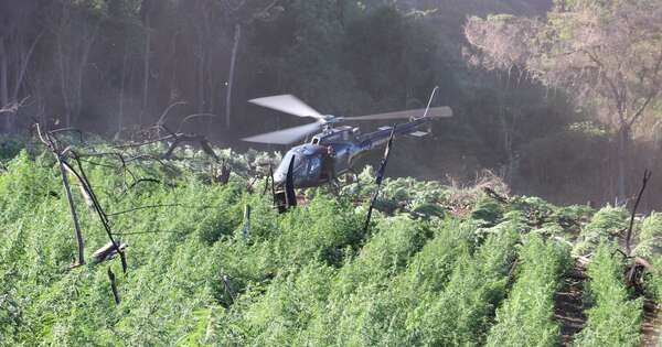Diario HOY | Hallan campamentos narcos en Reserva Natural Morombi