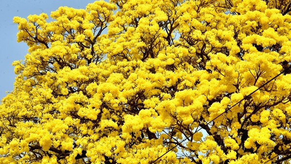 Flores amarillas de Lapacho en esta primavera