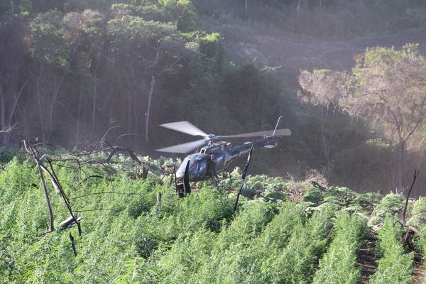 Destruyen 25 hectáreas de cultivos de marihuana en reserva Morombí - trece
