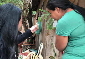 Infestación de mosquitos: En Santa Rita recorren 840 casas - La Clave