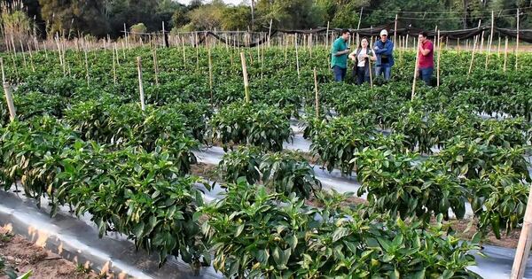 La Nación / Concejal destaca plan de agricultura en San Juan Bautista que potenciará a productores