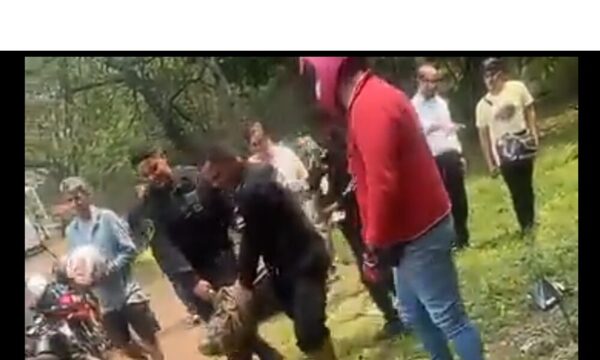 (VIDEO) Rescataron a un yacaré que paseaba a orillas de un arroyo