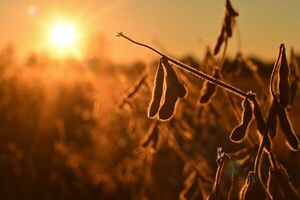 Habas de soja, insecticidas y alcohol etílico: Productos con potencial de expansión por USD 91 millones en Brasil - MarketData