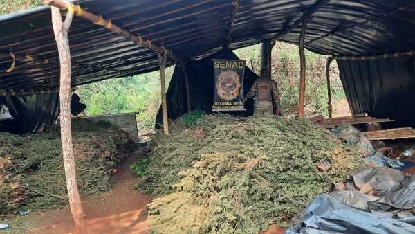 Destruyeron más de cinco toneladas de marihuana en la colonia San Fernando