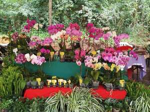 Un almuerzo entre flores invita a hacer turismo en Cabañas en este feriado largo - Viajes - ABC Color