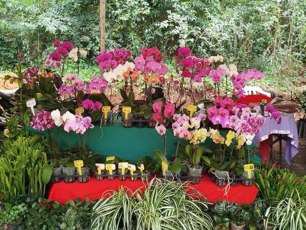 Un almuerzo entre flores invita a hacer turismo en Cabañas en este feriado largo - Viajes - ABC Color