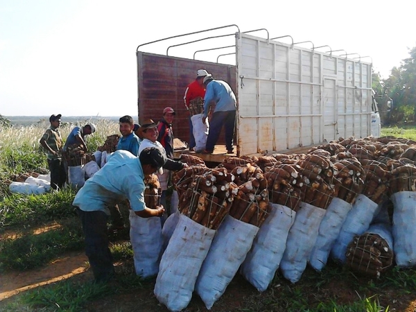 Colonos ya vendieron 729.000 kilos de mandioca con apoyo del Indert - .::Agencia IP::.