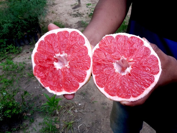 Se proyecta gran producción de pomelos rojos y rosados cerca de Mariscal Estigarribia