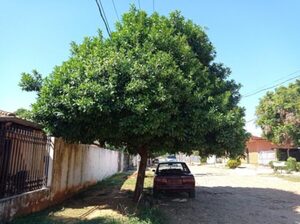 Llegada de la primavera: los mejores árboles nativos para plantar en veredas, según experto - La Clave