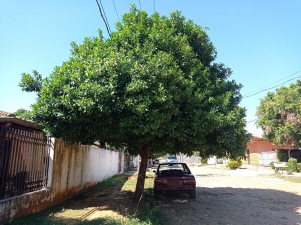 Llegada de la primavera: los mejores árboles nativos para plantar en veredas, según experto - La Clave