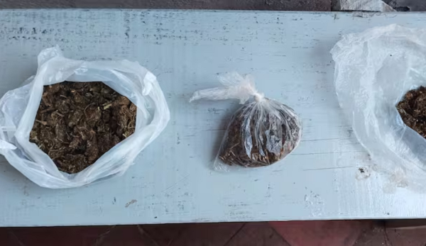 Alumnos “plantaron” marihuana en sala del director de un colegio - Noticiero Paraguay
