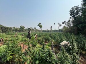 SENAD y Policía Federal del Brasil atacan cultivos de marihuana en reserva Morombi - La Clave