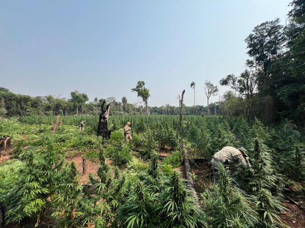 SENAD y Policía Federal del Brasil atacan cultivos de marihuana en reserva Morombi - La Clave