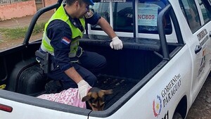 Laika, la perra guardiana que defendió a su humano de un asalto y fue apuñalada