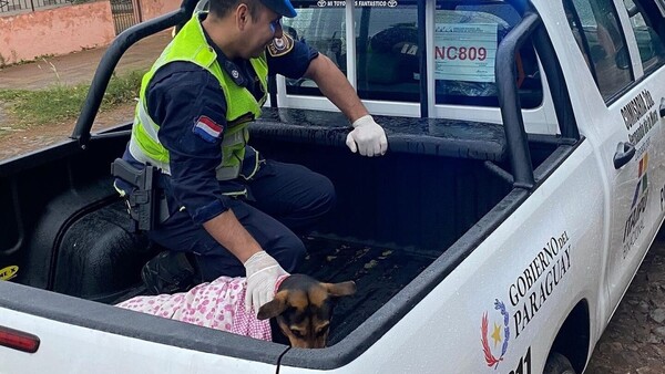 Laika, la perra guardiana que defendió a su humano de un asalto y fue apuñalada
