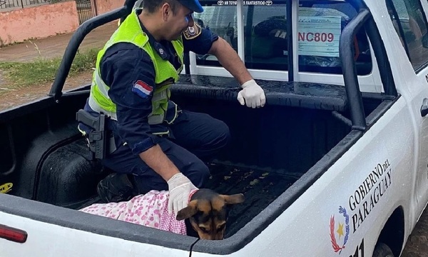 Laika, la perra guardiana que defendió a su humano de un asalto y fue apuñalada - OviedoPress