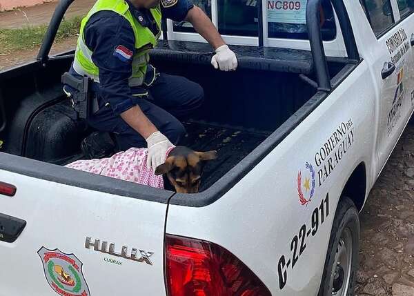 Video: perrita resultó gravemente herida al defender a su dueño del ataque de un adicto - Policiales - ABC Color