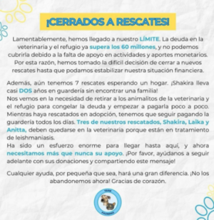 Por deudas Team Padrinos suspende rescates y busca hogares para 7 peludos - Portal Digital Cáritas Universidad Católica