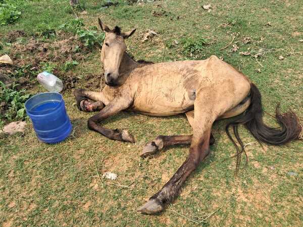 Rescatan a yegua herida abandonada por su dueño en Concepción