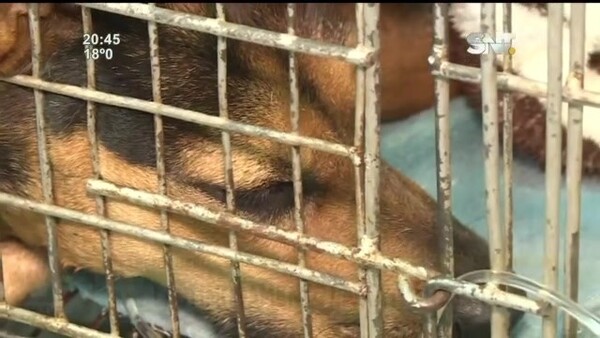 Fallece mascota que defendió a sus dueños - SNT