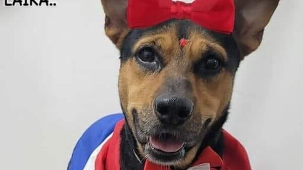 Murió Laika, la heroína que luchó contra un delincuente para defender a su humano