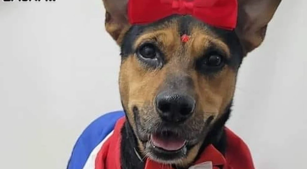Murió Laika, la heroína que luchó contra un delincuente para defender a su humano - Noticiero Paraguay