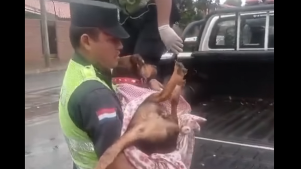 Murió Laika, la perra heroína que defendió a su humano de un delincuente