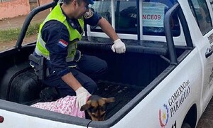 Murió Laika, la heroína que luchó contra un delincuente para defender a su humano – Prensa 5